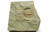 Early Cambrian Trilobite (Perrector) - Tazemmourt, Morocco #376931-1